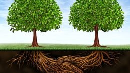 Genealogy author, educator and market analyst adds his commentary on the upcoming acquisition of Legacy Family Tree by MyHeritage